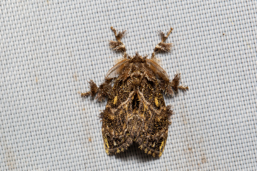 Cozola subrana