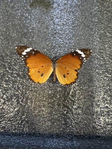 Plain Tiger Butterfly