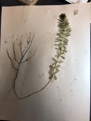 Myriophyllum sibiricum