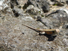 Sceloporus teapensis