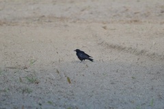 Corvus corone