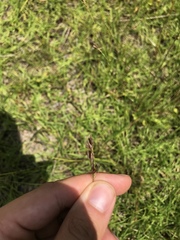 Rhynchospora inexpansa