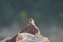 Phoenicurus ochruros