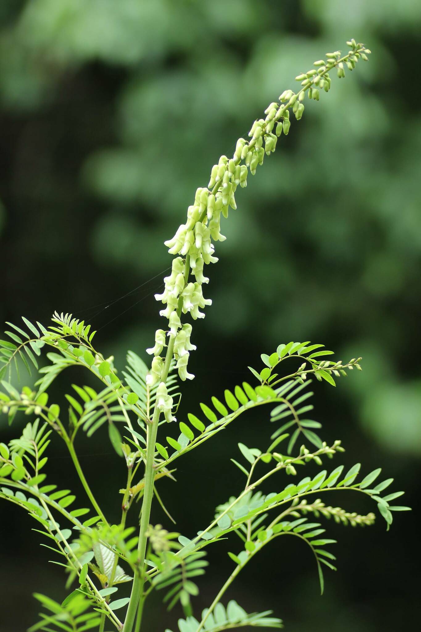 Sophora flavescens