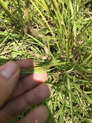 Rhynchospora inexpansa