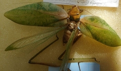 Stilpnochlora undulata