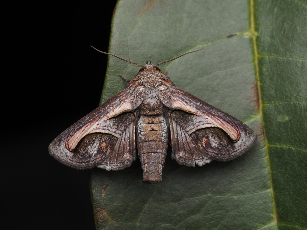 Paectes cristatrix