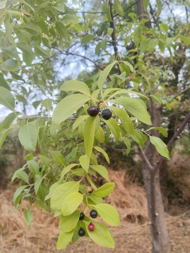 Image of Santalum album by (c) Ram Dayal Vaishnav, some rights reserved (CC BY)