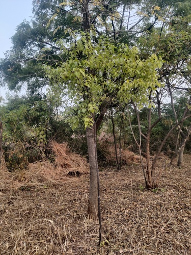 Santalum album
