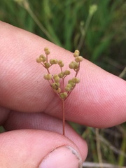 Spermolepis inermis