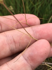 Spermolepis inermis