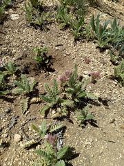 Horkelia hendersonii