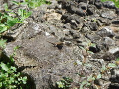 Sceloporus teapensis