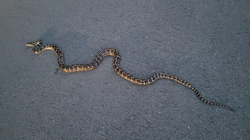 Coastal Carpet Python sighting