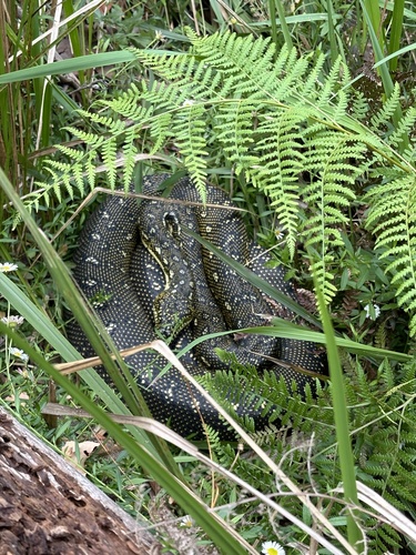 Diamond Python sighting
