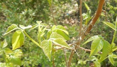 Toxicodendron radicans pubens