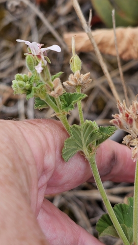 Image of Pelargonium australe by (c) Rosalie Lawrence, some rights reserved (CC BY)