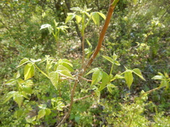 Toxicodendron radicans pubens