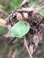 Chlorochroa persimilis