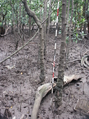 Rhizophora mucronata