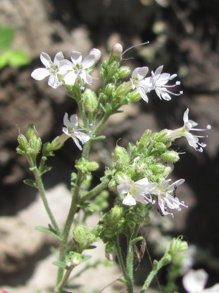 Sticky Gilia (DenverBoulder Metro Area Yellow, White and Green Flowers) · iNaturalist