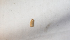 Aphelia alleniana
