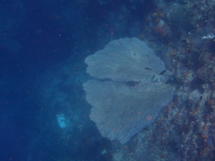 Gorgonian Sea Fan