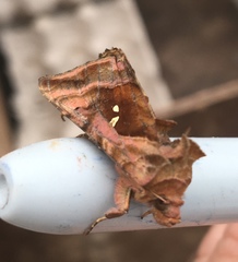 Autographa jota