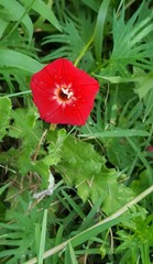 Ipomoea × multifida