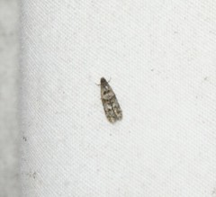 Tineidae clade b