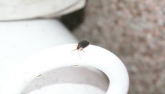 Lucidota atra