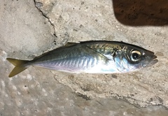 Trachurus mediterraneus