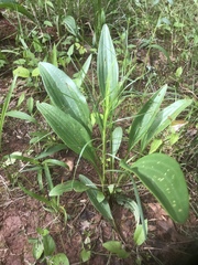 Arnoglossum plantagineum