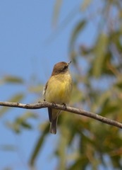 Microeca flavigaster