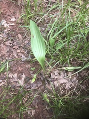 Arnoglossum plantagineum