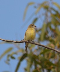 Microeca flavigaster
