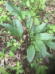Arnoglossum plantagineum