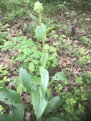Arnoglossum plantagineum