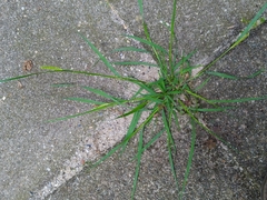 Setaria parviflora