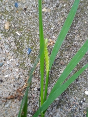 Setaria parviflora