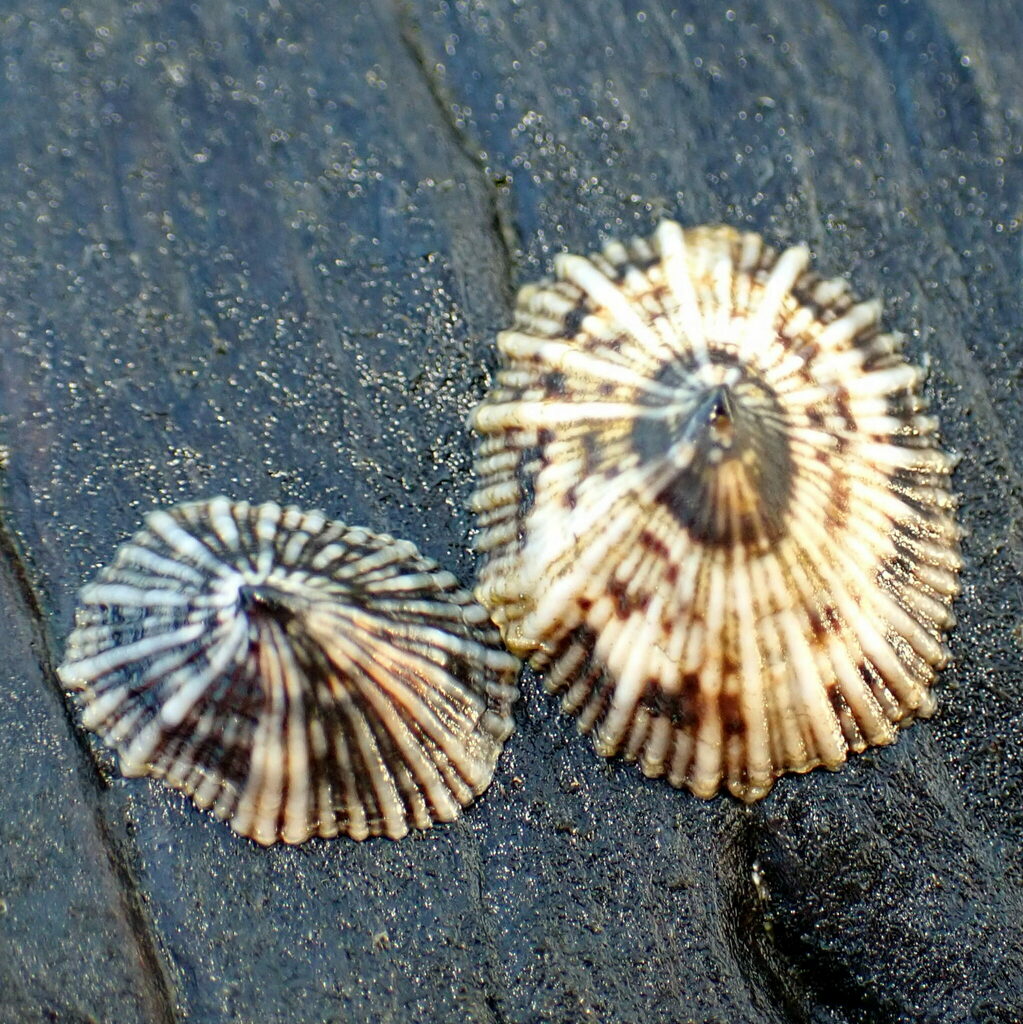 Siphonaria namukaensis