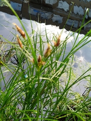Bolboschoenus laticarpus