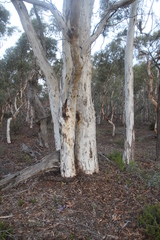 Eucalyptus wandoo