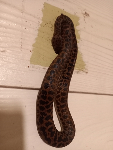 Spotted Python sighting