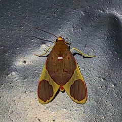 Trichromia pectinata