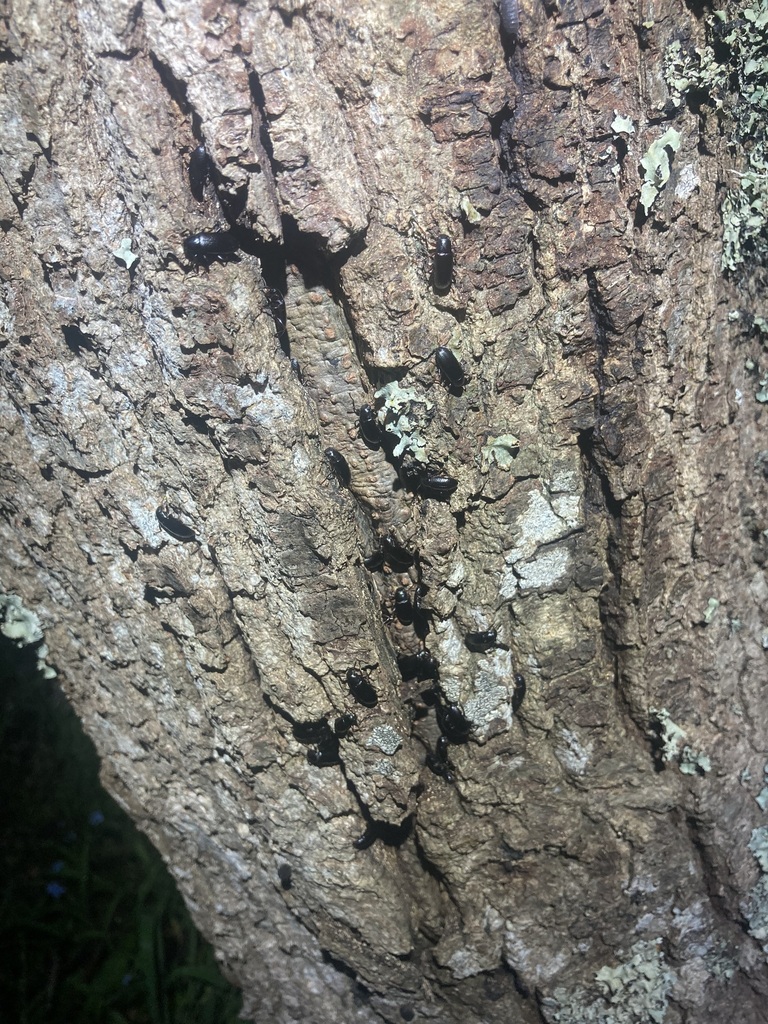 Lichen Darkling Beetle from Pinehaven, Upper Hutt, New Zealand on ...