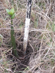 Rhizophora mucronata