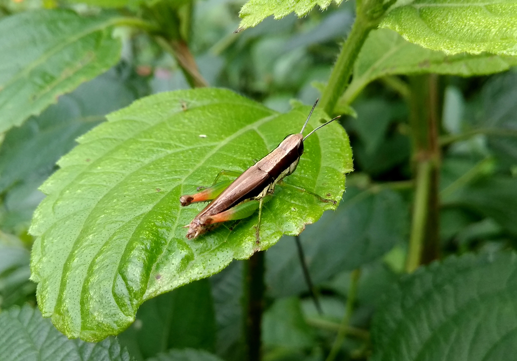 Oxytauchira jaintia
