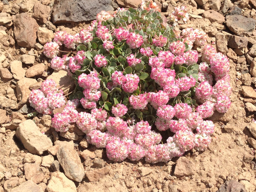 Eriogonum ovalifolium var. depressum