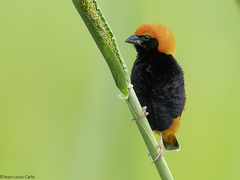 Zanzibar Red Bishop photo 1